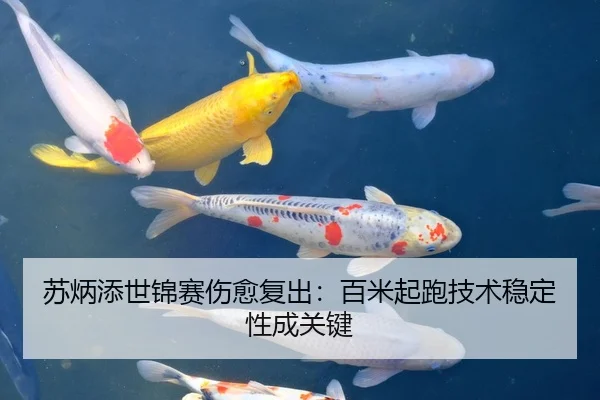 苏炳添世锦赛伤愈复出：百米起跑技术稳定性成关键