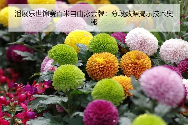 潘展乐世锦赛百米自由泳金牌：分段数据揭示技术奥秘